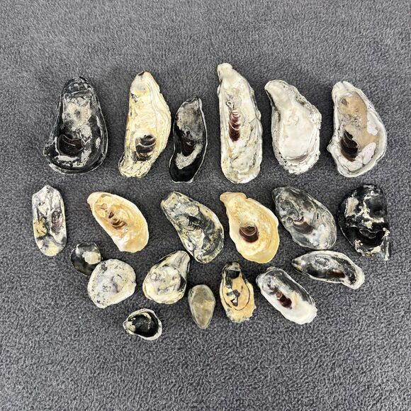 Vintage Oyster Shells Lot 20 Natural Bulk Decor Craft 1-5 Inches Assorted Sizes - Picture 9 of 16